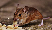 24 Hour & Emergency Exterminators in Sierra Vista, NM
